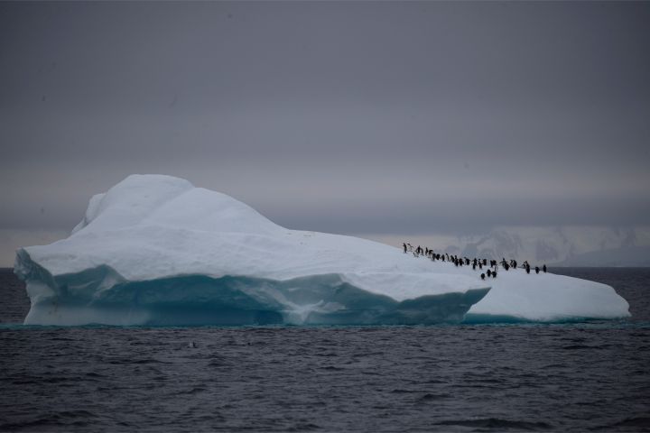 Nam Cực cũng không tránh khỏi sự hiện diện của COVID-19